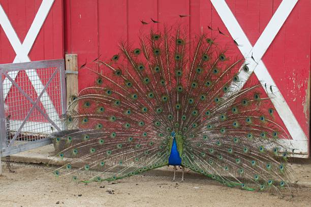 istock Proud Male Peacock 1367376636