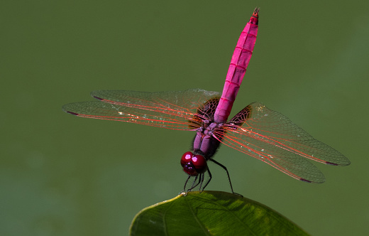 Pink  Dragonfly in myanmar