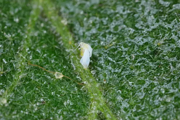 Silverleaf whitefly, Bemisia tabaci (Hemiptera: Aleyrodidae) killed by an insecticide made from natural oils on a leaf. It is an important agricultural pest.