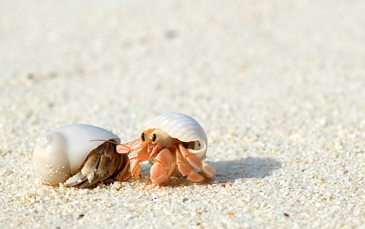 beach with hermit crabs