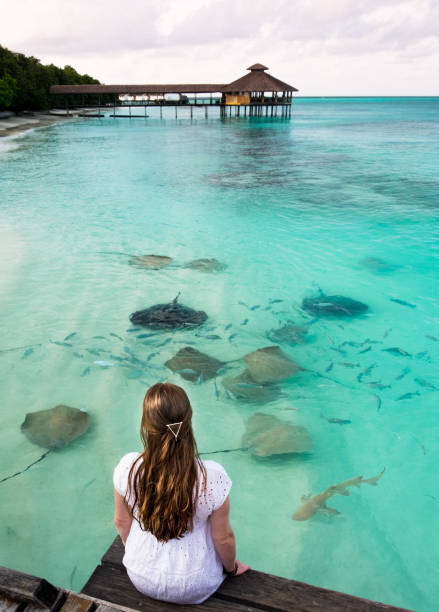 malediven - whitetip reef shark stock-fotos und bilder