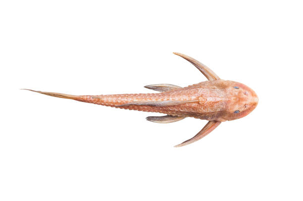 poisson-chat pleco hypostomus plecostomus poisson pterygoplichthys isolé sur blanc - ancistrus photos et images de collection