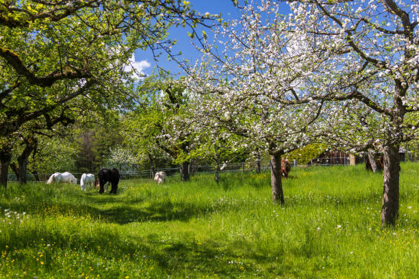 bewirtschaftetes grünland mit blühenden obstbäumen und pferden - pferdeäpfel stock-fotos und bilder