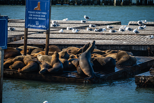 Sea lions in the early morning  Monterey Bay regulating their body temperature by lifting and exposing one or more flippers as they are floating on the surface of the water.