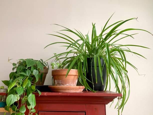 istock Houseplants in Living Room 1367379394
