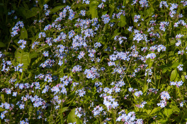 istock Scorpion grass or forget-me-not or Myosotis 1367379452