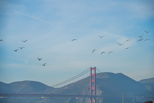 Birds congregate over San Francisco Bay