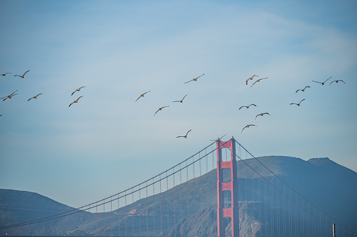 Birds congregate over San Francisco Bay