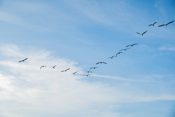 istock Birds congregate over San Francisco Bay 1367380560