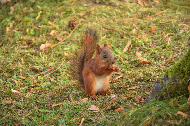 istock squirrel closeup, squirrel has nut to crack in park 1367381289