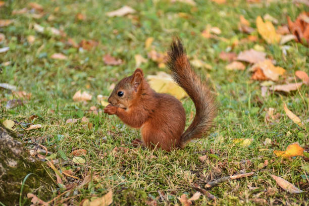 istock squirrel closeup, squirrel has nut to crack in park 1367381300
