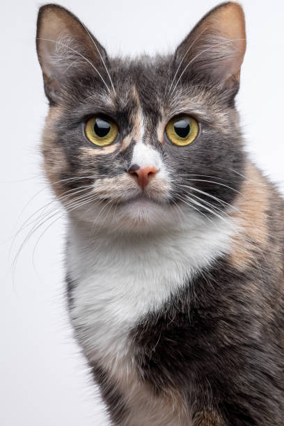 Portrait of a sitting spotted shorthair cat. A tricolor mongrel kitten looks ahead. Fluffy pet with gray fur on a white background. Eyes, face close-up. stock photo
