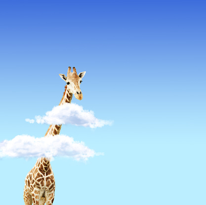 Giraffe above clouds. Cute giraffe in the sky. Fantastic scene with huge giraffe coming out of the cloud on blue sky background. Copy space for text
