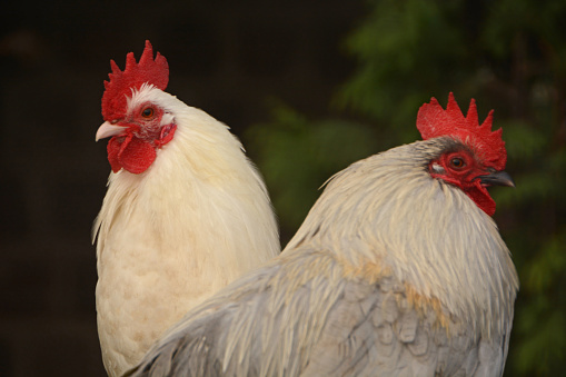 Domestic white rooster and bantam gray rosster side by side. Focus on the white rooster.