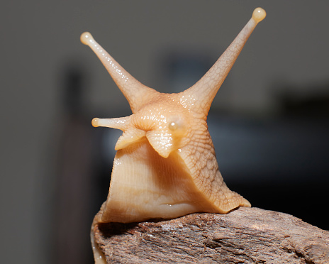 Closeup image of an African Land Snail