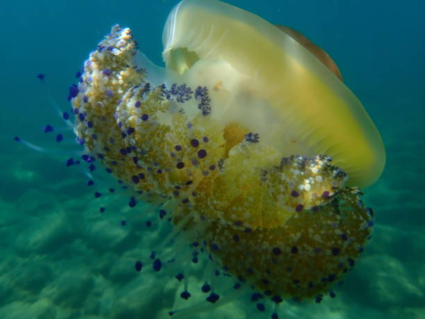istock Mediterranean jellyfish or fried egg jellyfish, Mediterranean jelly (Cotylorhiza tuberculata) undersea 1367382789