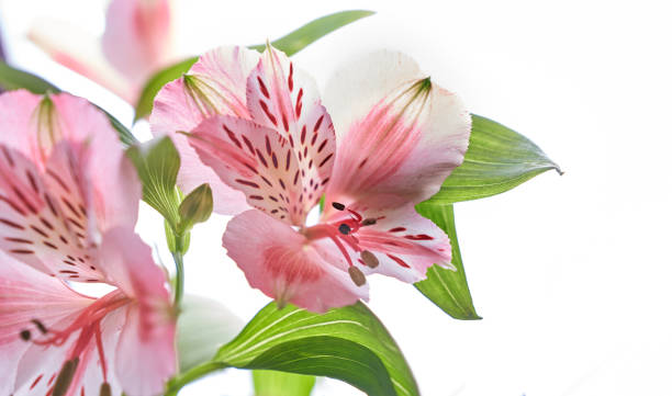Alstroemeria fresh flower on a white isolated background Close up Alstroemeria fresh flower on a white isolated background. High quality photo alstroemeria stock pictures, royalty-free photos & images