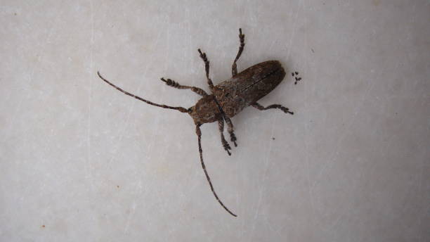 istock beetle isolated.
longhorn beetle.
beetle on white background.
close up of beetle.
closeup micro monster 
insects, insect, bug, bugs, animal, animals, wildlife, wild nature, forest, woods, garden, park 1367384839