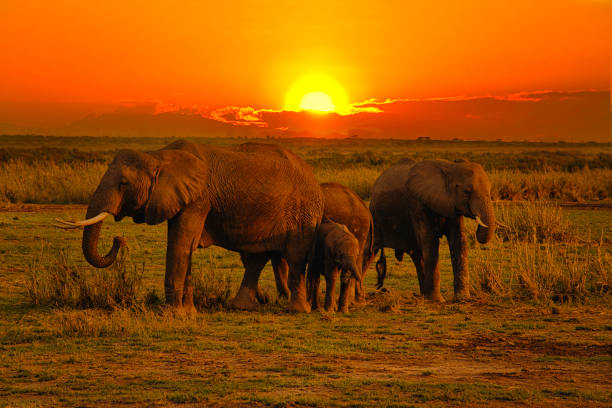 elefanti e tramonto nel parco nazionale tsavo est e tsavo west in kenya - masai mara foto e immagini stock