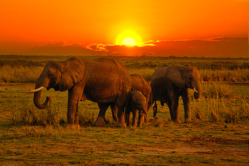 Elephants and sunset in Tsavo East and Tsavo West National Park in Kenya