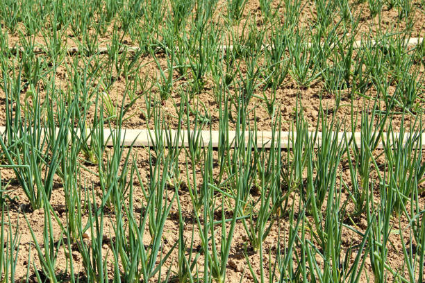 Allium fistulosum field.