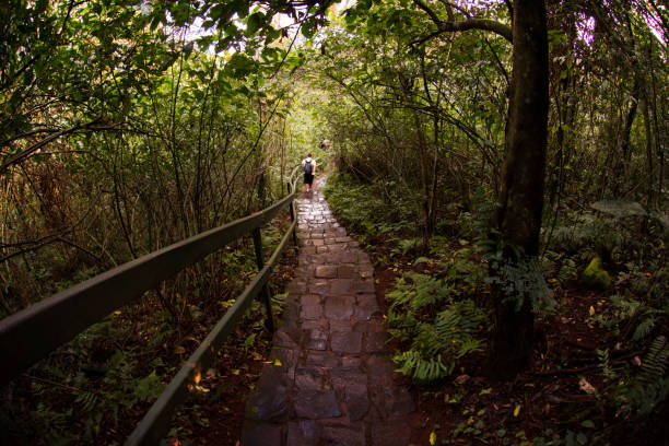 parque nacional de iguaçú, brasil. caminhadas ecológicas. - iguacu national park - fotografias e filmes do acervo