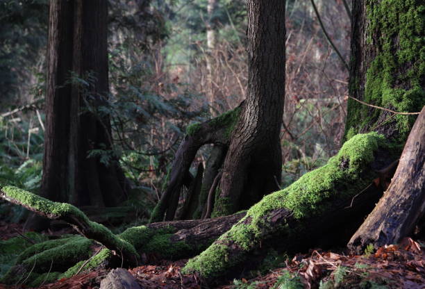 istock Moss in a Western Canadian Forest in Winter 1367386454