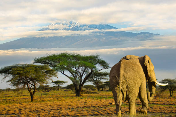 istock Elephants and Kilimanjaro in Amboseli National Park 1367386492