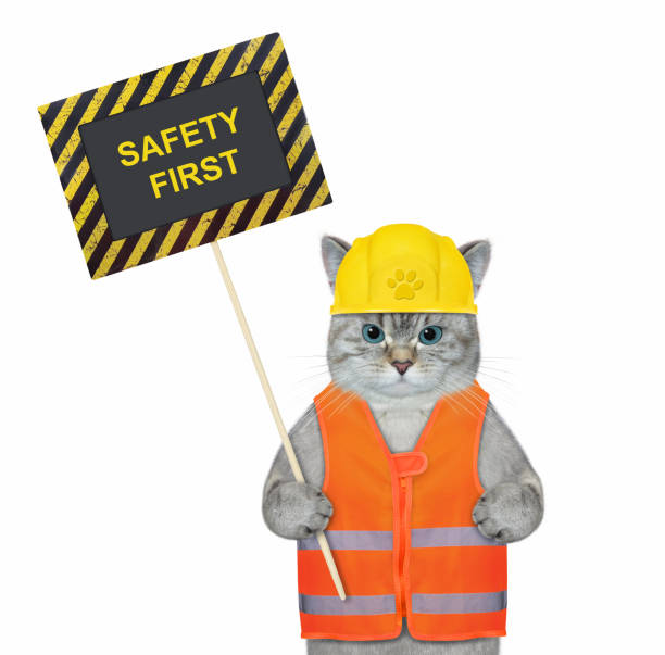 istock Cat ashen holds poster safety first 1367386529