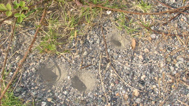 Pit trap of an antlion larva.
Antlion cone death trap, sand pit trap of an antlion.
Ant lion.
Stages of the antlion.
insect larva.
close up of insect .
insects, bugs, bug.
Amazing Camouflage Animals trampa de pozo de una larva de antlion.
trampa mortal de cono de antlión, trampa de pozo de arena de un antlion.
león hormiga.
etapas del antlion.
larva de insecto.
primer plano del insecto.
insectos, insectos, insectos.
increíbles animales de camuflaje