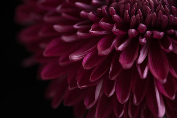 Pink Chrysanthemum close-up