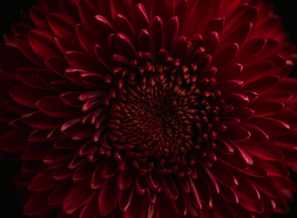 istock Pink Chrysanthemum close-up 1367387569