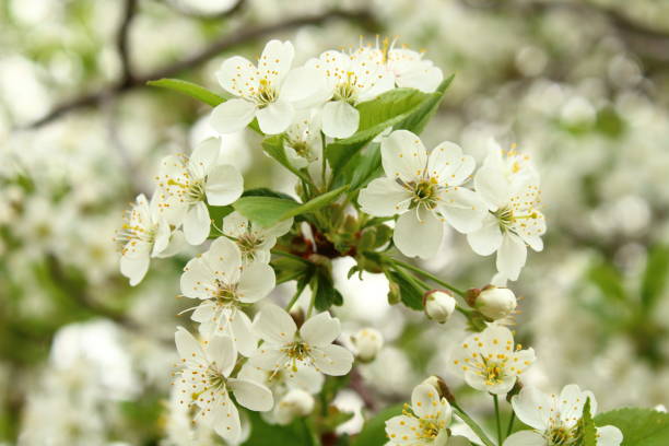 istock Flowers on the branches of a cherry tree. Cherry blossoms. Close-up. 1367387570