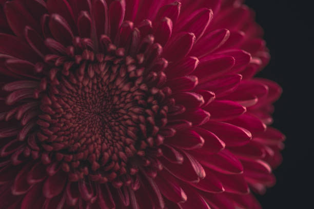 istock Pink Chrysanthemum close-up 1367387588