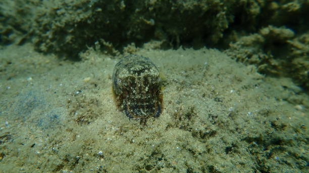 istock Common cuttlefish or European common cuttlefish (Sepia officinalis) undersea 1367387592
