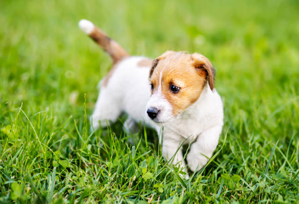 istock Cute dog puppy walking in the grass 1367388206
