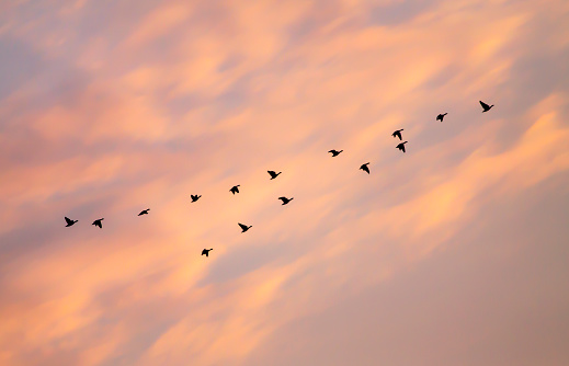 Migratory birds flying. Sunset sky and clouds background.