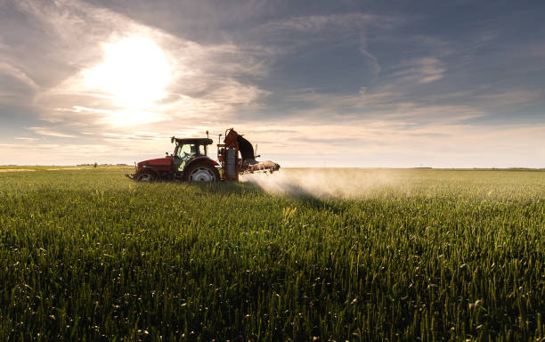 istock Tractor spraying pesticides wheat field. 1367388400