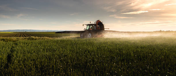 istock Tractor spraying pesticides wheat field. 1367388912