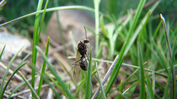 mrówka.
zbliżenie podziemnych mrówek na liściu na wiosnę
nowa królowa mrówek ( honey ant)
latające mrówki na trawie w przyrodzie
skrzydlata mrówka
owady, owady, robaki, robaki, zwierzęta, zwierzęta, dzika przyroda, dzika przyroda - gaster zdjęcia i obrazy z banku zdjęć