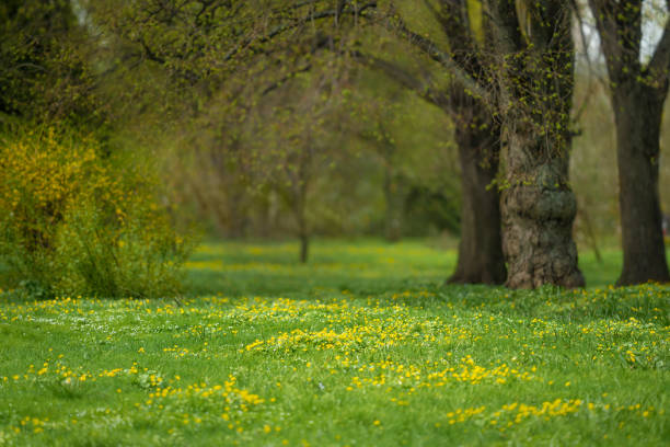 лесная поляна, полная желтых весенних цветов - yellow wood anemone стоковые фото и изображения
