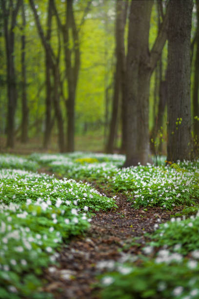 green forest