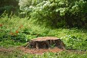 Stump in the middle of a summer meadow