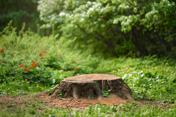 Stump in the middle of a summer meadow Stump in the middle of a beautiful summer meadow tree stump stock pictures, royalty-free photos & images