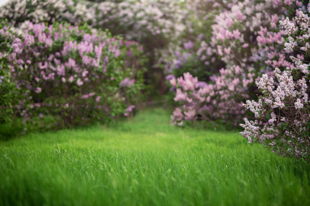Sunny spring green meadow with flowering lilac trees