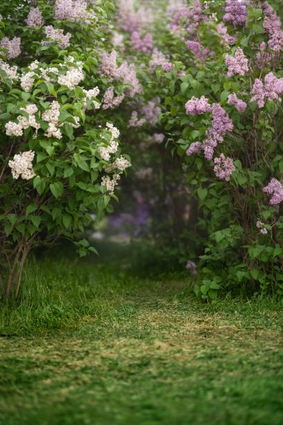 istock Spring green meadow with flowering lilac trees 1367389596