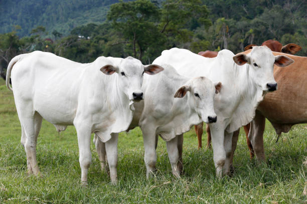 istock Cattle in the pasture, Brazil 1367390275