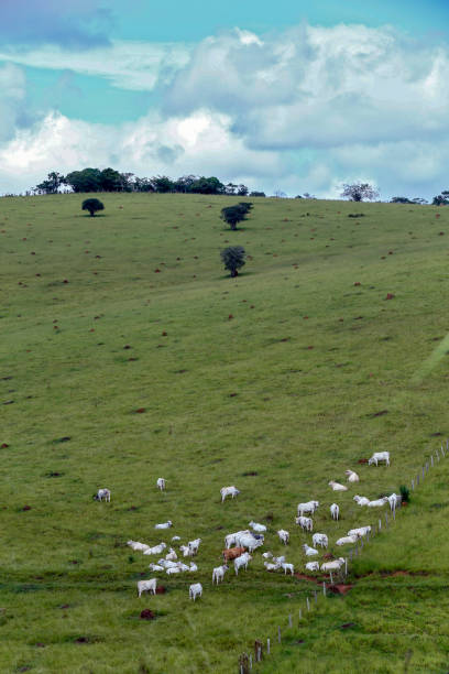 istock Nelore cattle grazing on green grass hill 1367390425