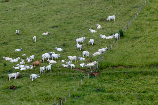 istock Nelore cattle grazing on green grass hill 1367390428