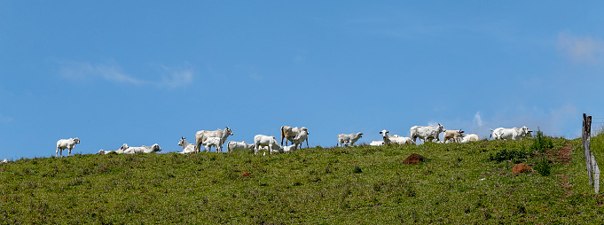 Nelore cattle grazing on green grass hill with blue sky, in Sao Paulo state, Brazil